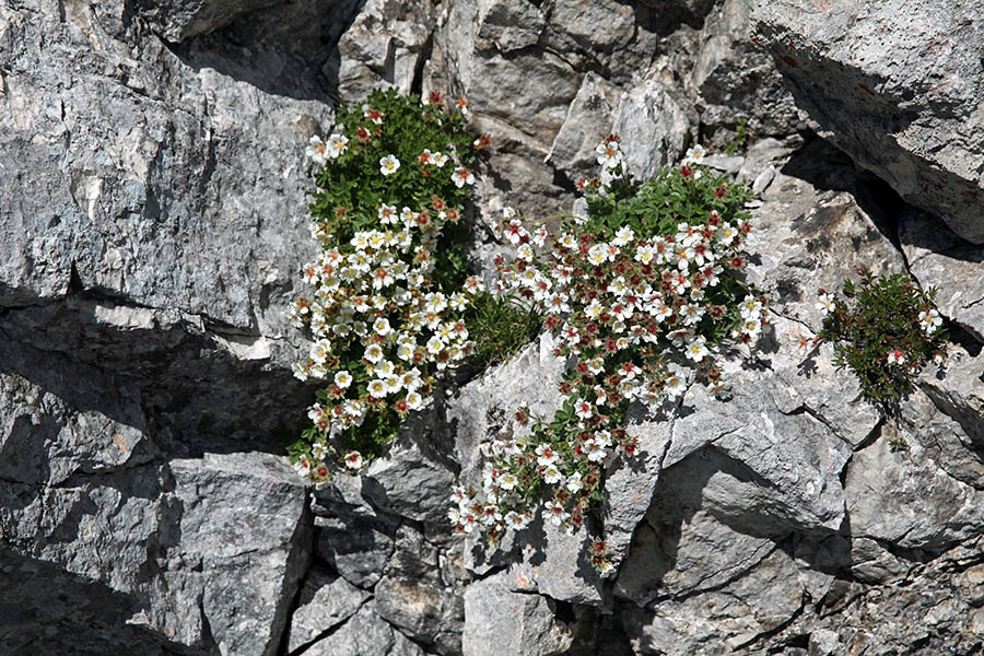 Clusijev petoprstnik
Na Prvem Voglu.
Ključne besede: clusijev petoprstnik potentilla clusiana