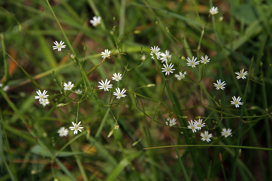 Travnata zvezdica
Lepo vidne tudi v visoki travi. V Vojah.
Ključne besede: travnata zvezdica stellaria graminea