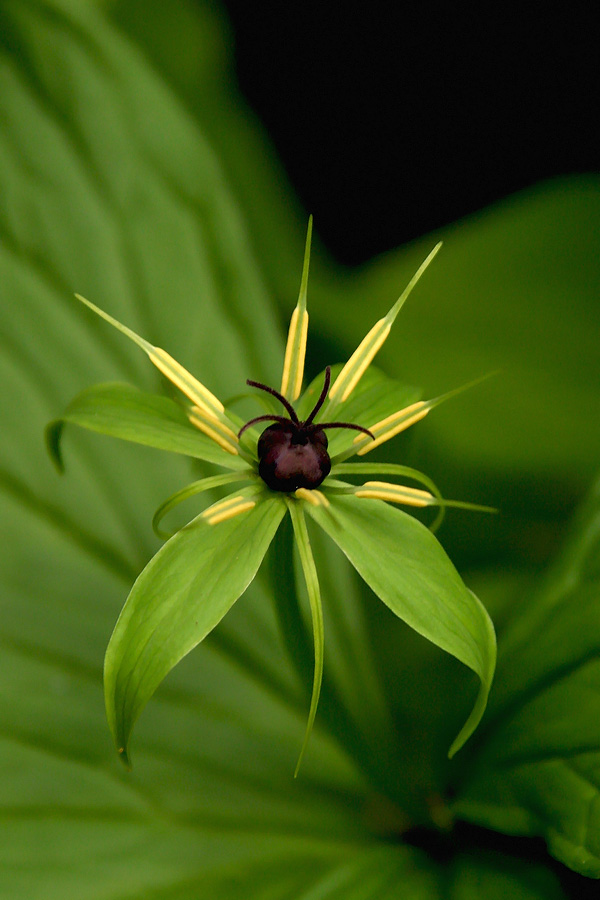 Cvet volčje jagode
Cvet volčje jagode (Paris quadrifolia). Strupeno lep :-)
Ključne besede: volčja jagoda paris quadrifolia