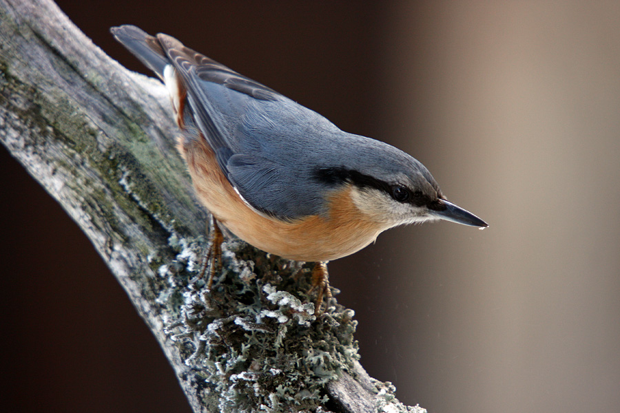 Pa še en brglez
Ko odkrijejo orehe drevo oživi.
Ključne besede: brglez sitta europaea