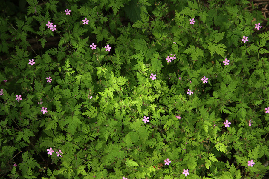 Smrdljička
Tudi čisto navadne smrdljičke so lahko zelo lepe. V Vojah.
Ključne besede: smrdljička geranium robertianum