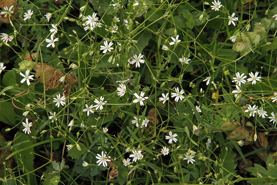 Zvezdice
Travnate zvezdice. 
Ključne besede: travnata zvezdica stellaria graminea