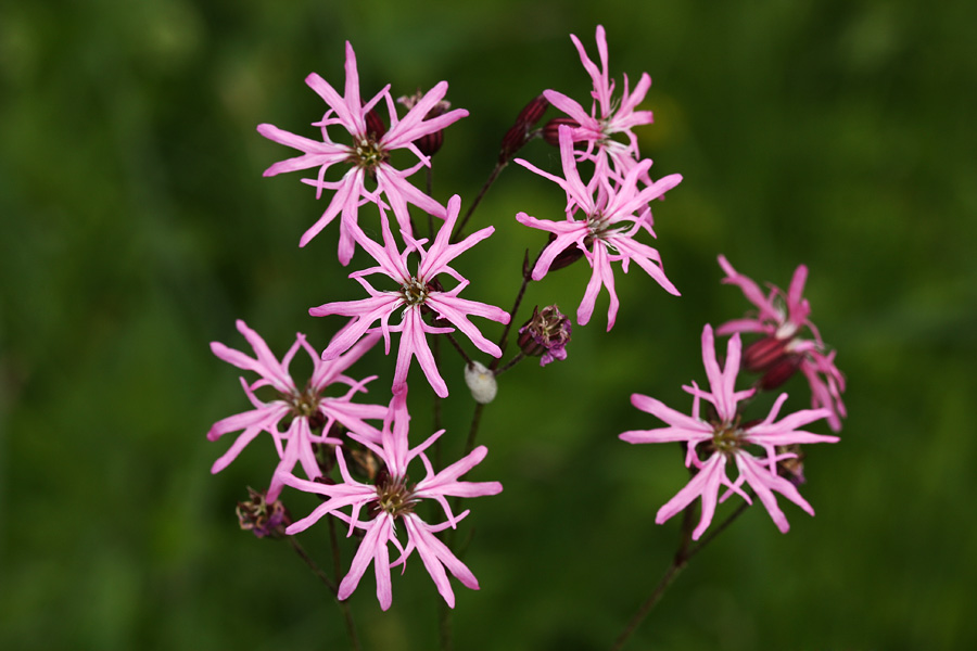 Kukavičja lučca
Kukavičja lučca na Dobravi.
Ključne besede: kukavičja lučca lychnis flos-cuculi