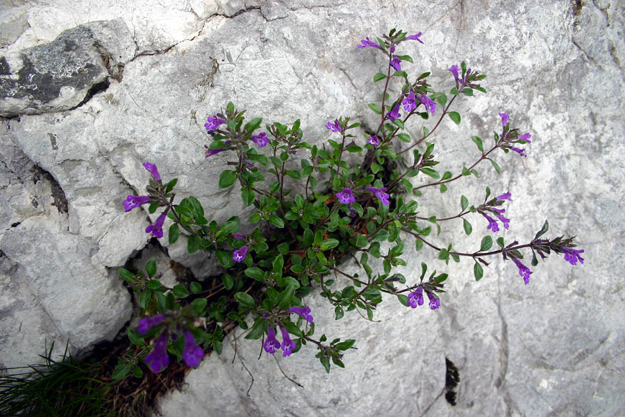 Alpski šetrajnik
Alpski šetrajnik (Acinos alpinus). V skalah Komarče.

Ključne besede: alpski šetrajnik acinos alpinus