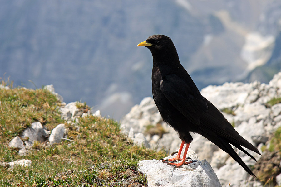 Kontrolor
Večna kontrola nahrbtnikov v hribih. Saj ponavadi se splača...
Ključne besede: planinska kavka pyrrhocorax graculus