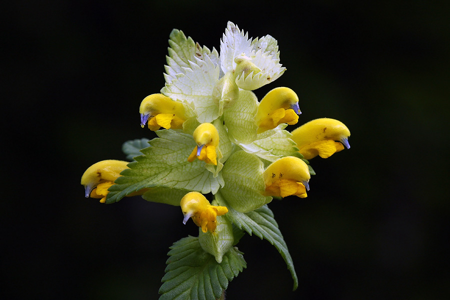 Freynov škrobotec
Freynov škrobotec (Rhinanthus freynii) na travniku z domačo vasjo.
Ključne besede: freynov škrobotec rhinanthus freynii