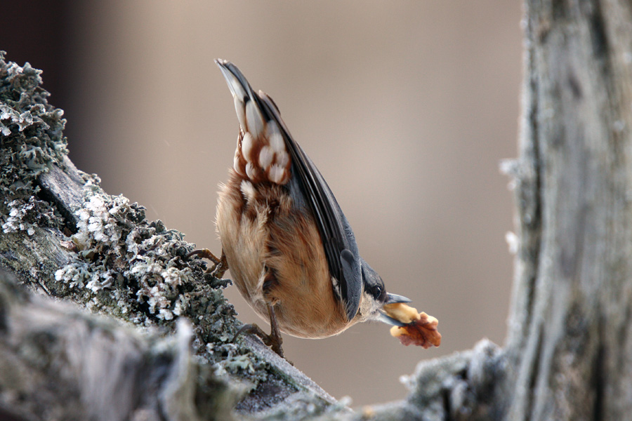 Pred vzletom
Vi me kar glejte, glavno da imam jaz oreh ...
Ključne besede: brglez sitta europaea
