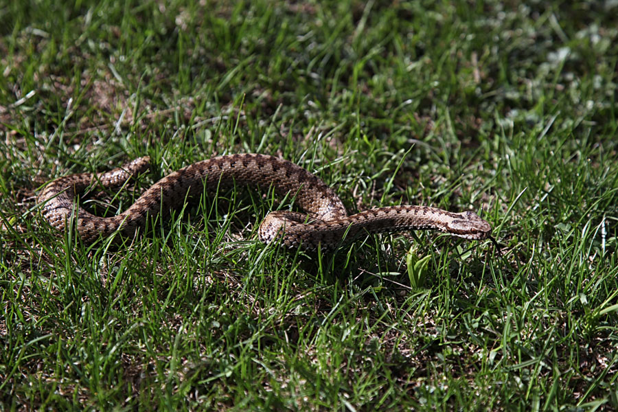 Gad IV.
Z dvignjeno glavo proti skrivališču.
Keywords: gad vipera berus