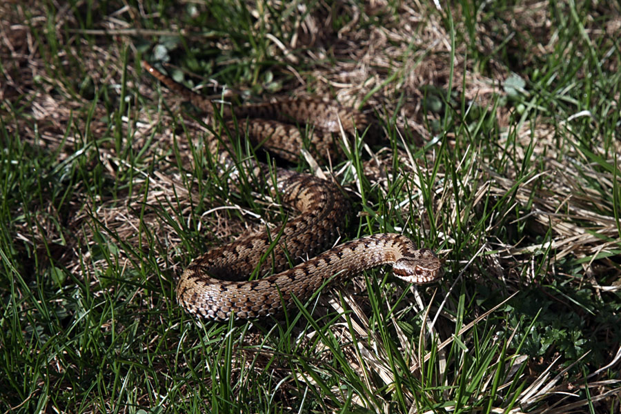 Gad II.
Gad pri jutranjem gretju na soncu je bil še precej miren.
Ključne besede: gad vipera berus