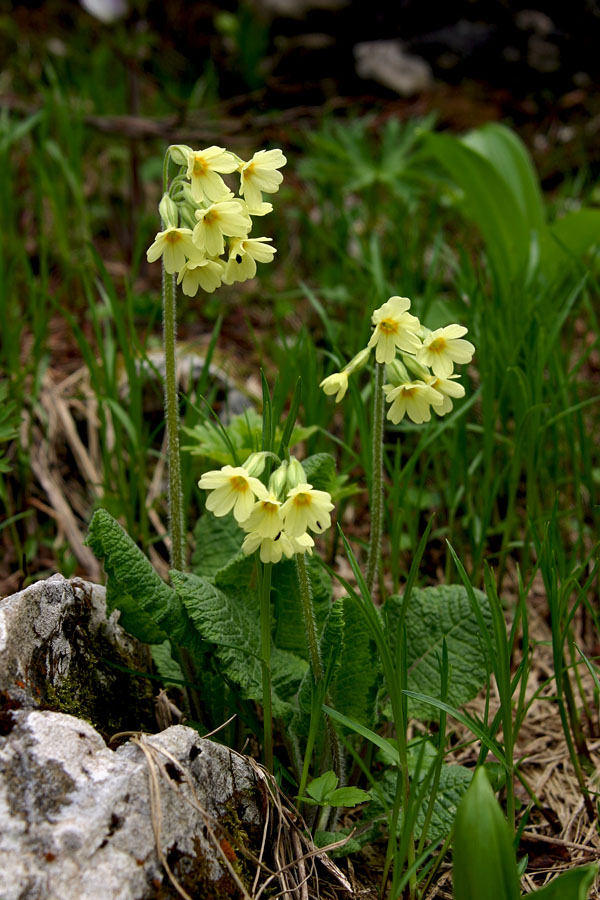 Visoki jeglič
Visoki jeglič v gorah najdemo tudi sredi poletja. Pod Raskovcem.
Ključne besede: visoki jeglič primula elatior