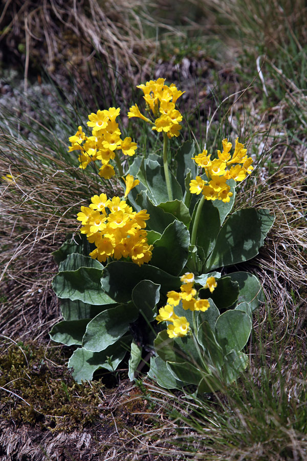 Avrikelj
Brez avriklja seveda ne gre. Nad krnskim jezerom proti Lemežu.
Ključne besede: primula auricula avrikelj lepi jeglič