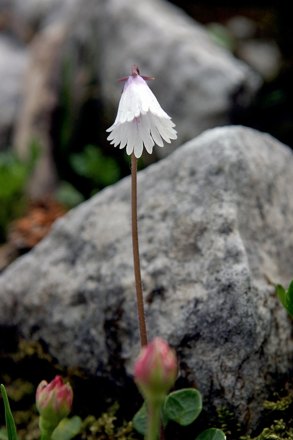 Najmanjši alpski zvonček
Najmanjši alpski zvonček (Soldanella minima). Pod Raskovcem. Raste pa tudi v nižinah Bohinja, ob hudournikih in v povsem senčnih predelih.
Ključne besede: najmanjši alpski zvonček soldanella minima