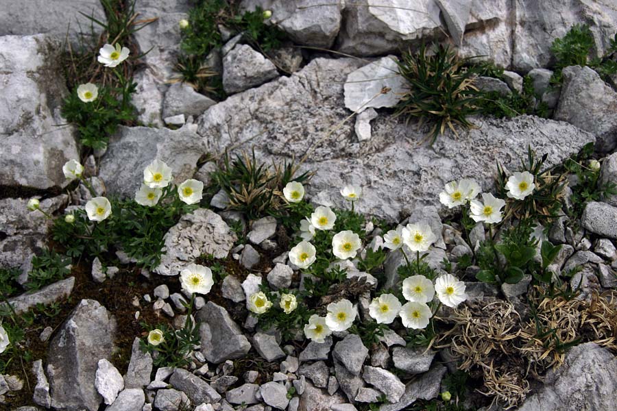 Traunfellnerjeva zlatica
Traunfellnerjeva zlatica (Ranunculus traunfellneri). Melišča pod Raskovcem.
Ključne besede: traunfellnerjeva zlatica ranunculus traunfellneri