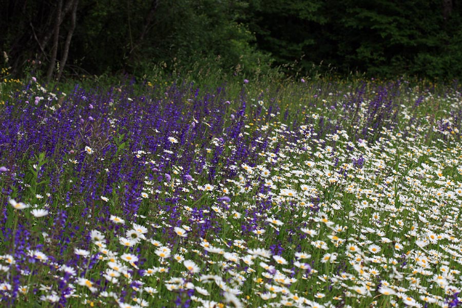 Pisan travnik
Ivanjščice in travniške kadulje. Travnik pri Pozabljenem.
Ključne besede: ivanjščica leucanthemum ircutianum travniška kadulja salvia pratensis