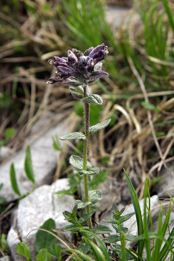 Alpska žalujka
Alpska žalujka (Bartsia alpina). Nad planino Poljana.
Ključne besede: alpska žalujka bartsia alpina