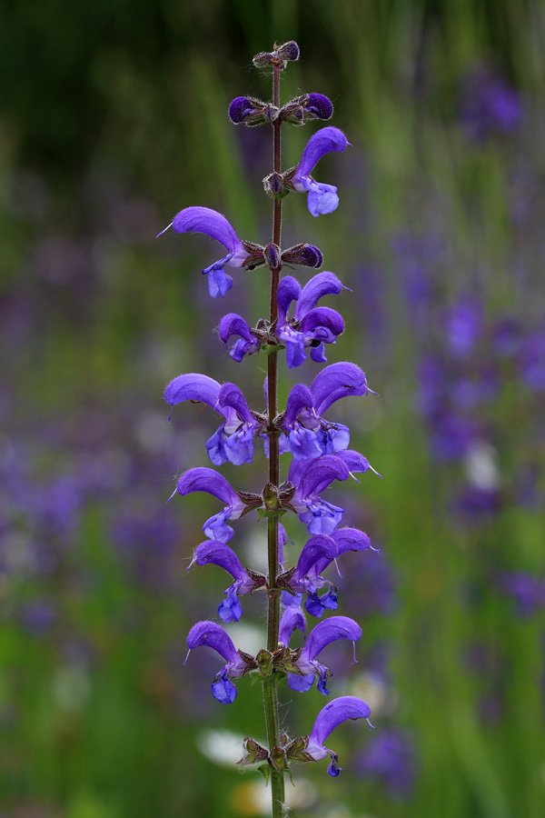 Travniška kadulja
Travniška kadulja na travnikih za domačo vasjo.
Ključne besede: travniška kadulja salvia pratensis