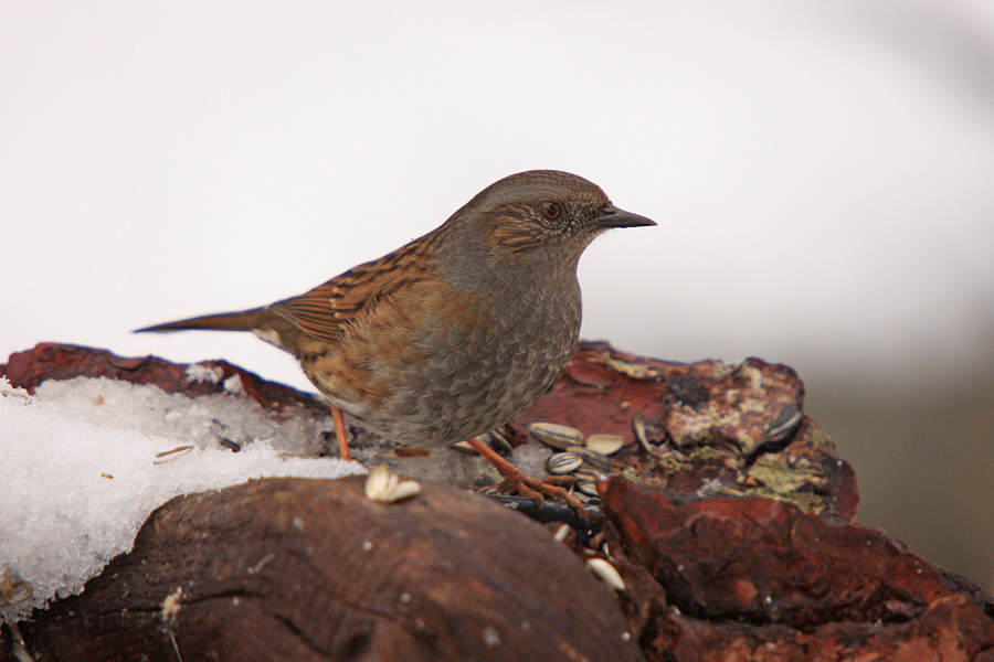 Siva pevka
Siva pevka (Prunella modularis) je na prvi pogled podobna vrabcu. 
Ključne besede: siva pevka prunella modularis