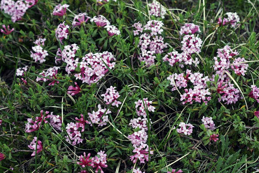 Progasti  volčin
Progasti volčin v Fužinarskih planinah.
Ključne besede: progasti volčin daphne striata