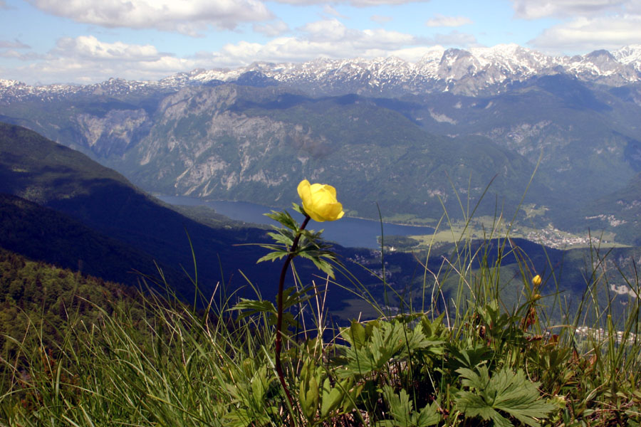 Navadna pogačica
V kateri album naj jo dam? Med gore, Bohinj ali cvetje? Navadna pogačica (Trollius europaeus) se spogleduje z jezerom.
Ključne besede: navadna pogačica trollius europaeus