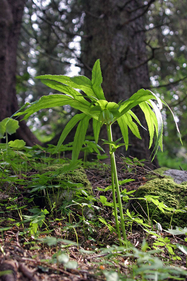 Blagodišeči teloh
Blagodišeči teloh (Helleborus odorus). Planina Pečana (Jelovica).
Ključne besede: blagodišeči teloh helleborus dumetorum