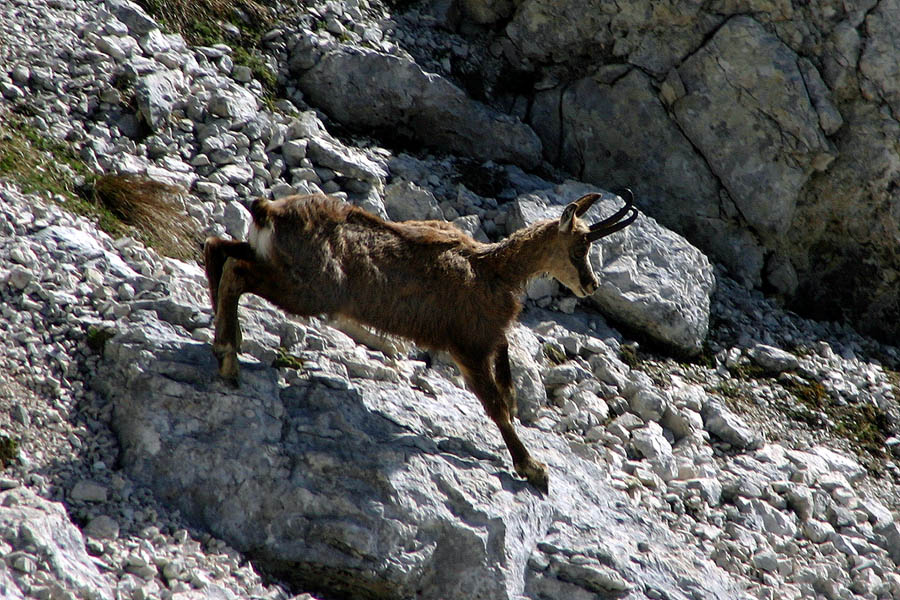 Gams
Gams na Vršacu nad Travnikovo dolino.
Ključne besede: gams rupicapra rupicapra