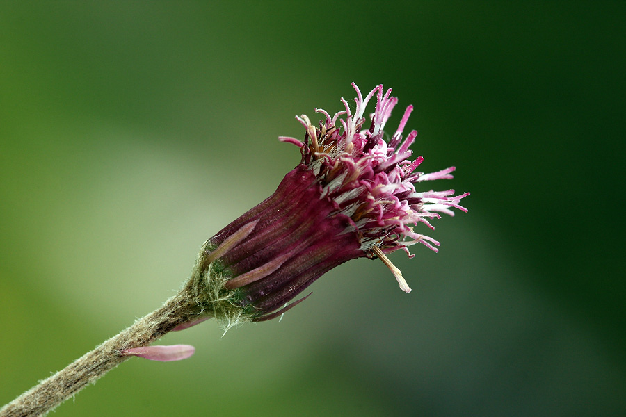 Alpski planinšček
Alpski planinšček na Pokljuki.
Ključne besede: alpski planinšček homogyne alpina