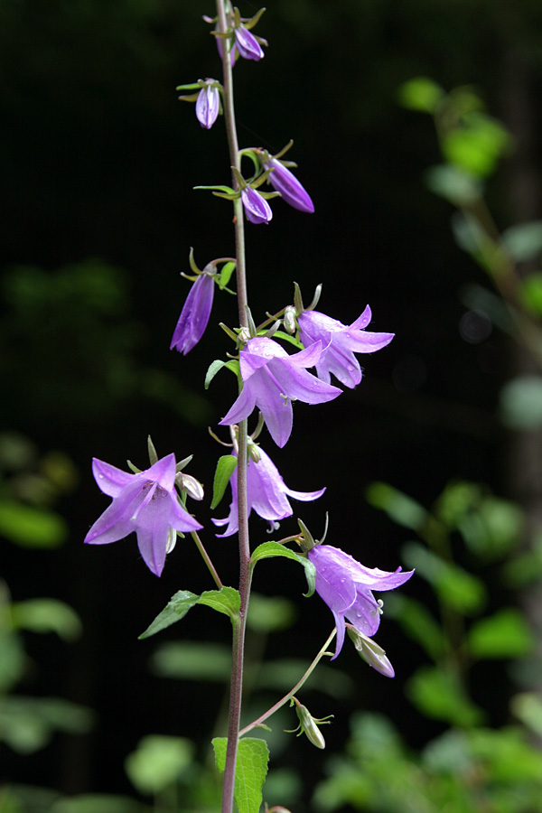 Bolonjska zvončica
Bolonjska zvončica (Campanula bononiensis). Ta dokaj visoka rastlina raste kar ob cestah. Alenka hvala za popravek!
Ključne besede: bolonjska zvončica campanula bononiensis