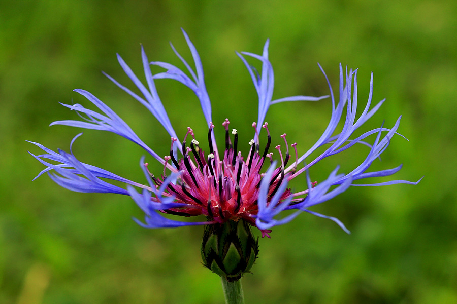 Gorski glavinec
Gorski glavinec na Pokljuki.
Ključne besede: gorski glavinec centaurea montana