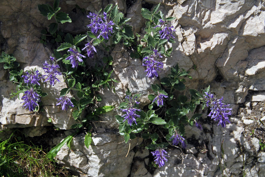 Modro milje
Pri nas je bolj poznano rumeno milje, modro (na sliki) je redkeje. Nad kočo Corsi.
Ključne besede: modro milje paederota bonarota