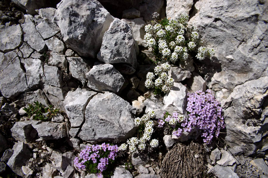 Okroglolistni mošnjak in alpska krešica
Belocvetoča je alpska krešica (Pritzelago alpina),okroglolistni mošnjak (Thlaspi rotundifolium) pa svetlovijolični. Čelo nad Travnikovo dolino.
Ključne besede: okroglolistni mošnjak thlaspi rotundifolium alpska krešica pritzelago alpina