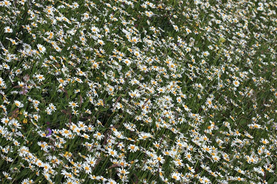Travnik ivanjščic
Travnik kjer kraljujejo ivanjščice. Ob Bohinjski Bistrici.
Ključne besede: ivanjščica leucanthemum ircutianum