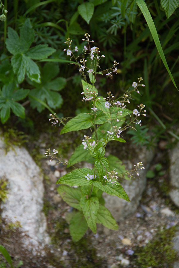 Koprivolistni jetičnik
Te rasline res ni redka, jo je pa težko fotografirati.
Ključne besede: koprivolistni jetičnik veronica urticifolia