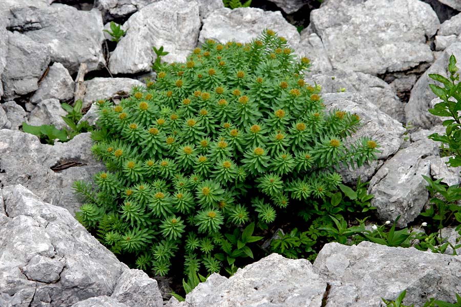 Rožni koren
Rožni koren. Tu še ne cveti, a opran po dežju lepo izstopa iz sivih skal.
Ključne besede: rožni koren rhodiola rosea