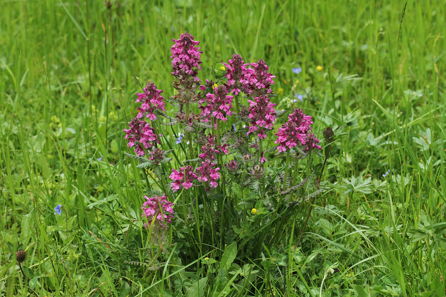 Vretenčasti ušivec
Res lep šop vretenčastega ušivca.
Ključne besede: vretenčasti ušivec pedicularis verticillata