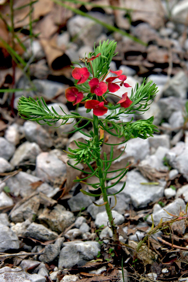 Cipresasti mleček
Cipresasti mleček (Euphorbia cyparissias). Ob Bukovski dolini.
Ključne besede: cipresasti mleček euphorbia cyparissias
