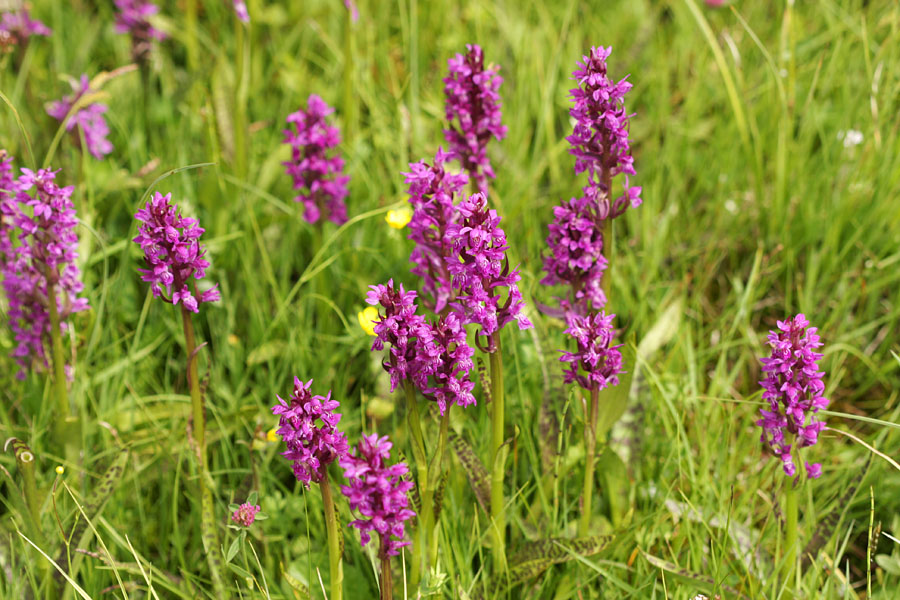 Kukavice
Kukavice na Pokljuki. Očitno gre za križance.
Ključne besede: kukavica dactylorhiza križanec