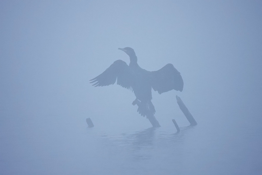 Jezersko strašilo
Prosim ne me prehitro obsojati, da se komaj kaj vidi. Tale kormoran se je namreč prikazal na Bohinjskem jezeru v izredno gosti megli. Ampak pozo pa ima, priznajte...
Ključne besede: kormoran phalacrocorax carbo bohinjsko jezero
