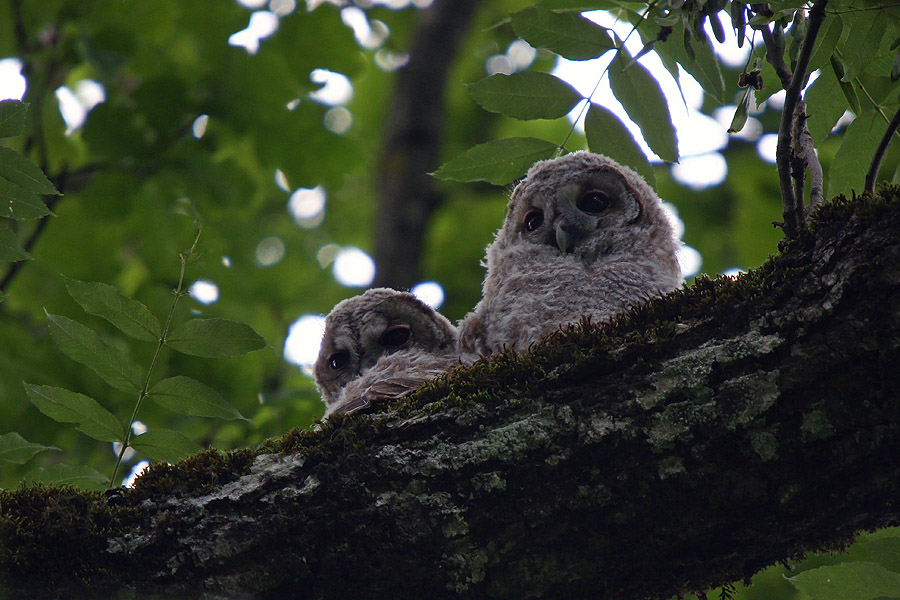 Mali lesni sovi
Mladička lesne sove. Prav veliko se za fotografiranje ne zmenita ...
Ključne besede: lesna sova strix aluco