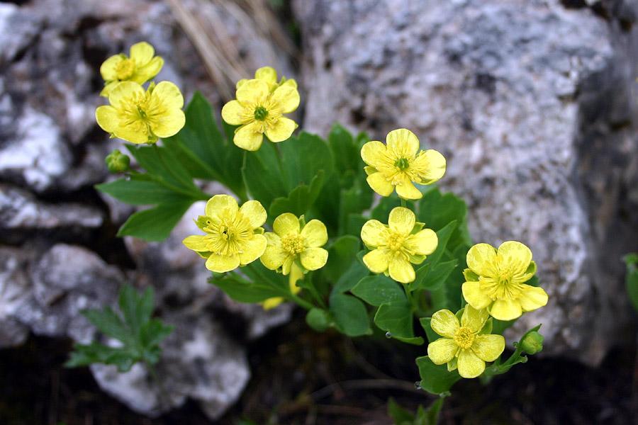 Izrodna zlatica
Izrodna zlatica (Ranunculus hybridus). Pot na Jerebico.
Ključne besede: izrodna zlatica ranunculus hybridus
