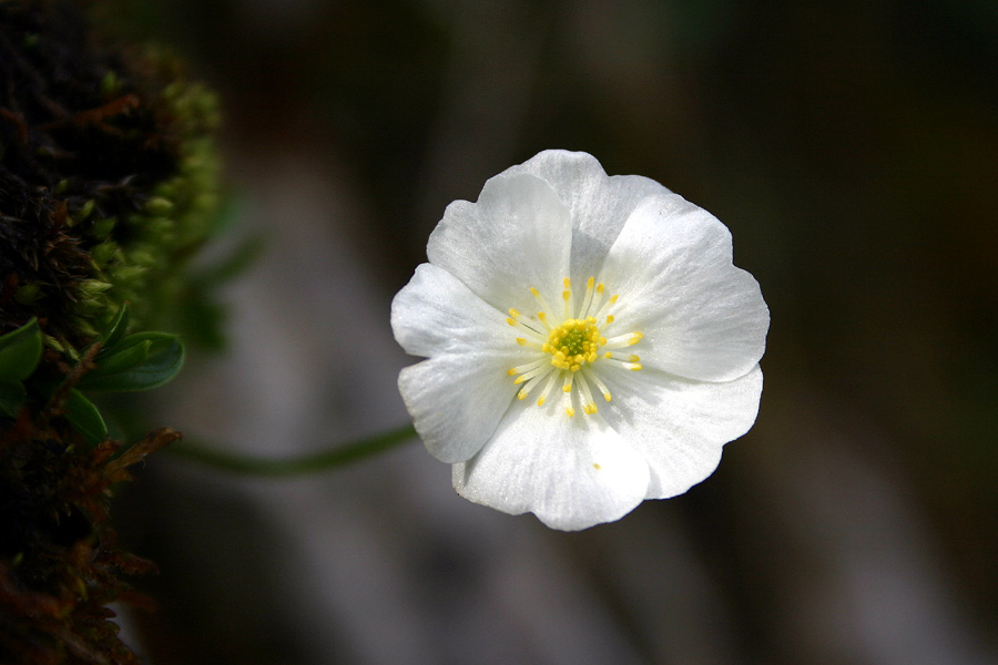 Traunfellnerjeva zlatica
Traunfellnerjeva zlatica (Ranunculus traunfellneri). Gorenji krivi rob ob Jerebici.
Ključne besede: traunfellnerjeva zlatica ranunculus traunfellneri