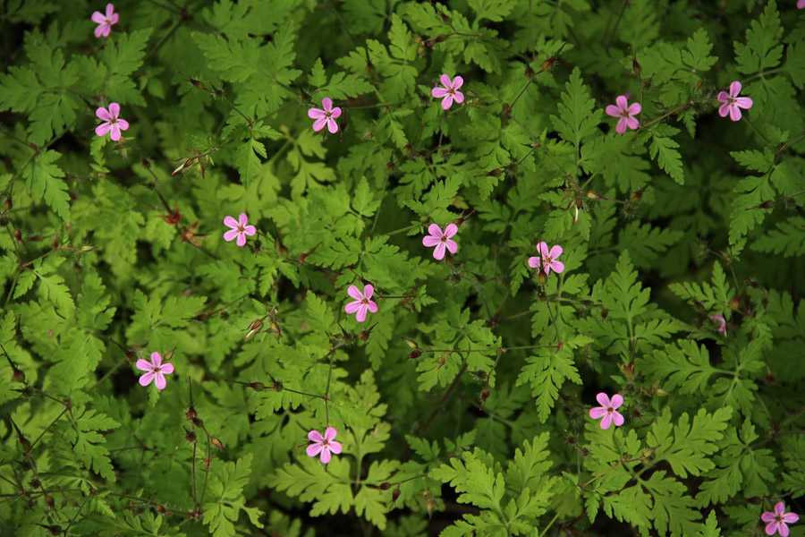 Smrdljička
Smrdljička.
Ključne besede: smrdljička geranium robertianum