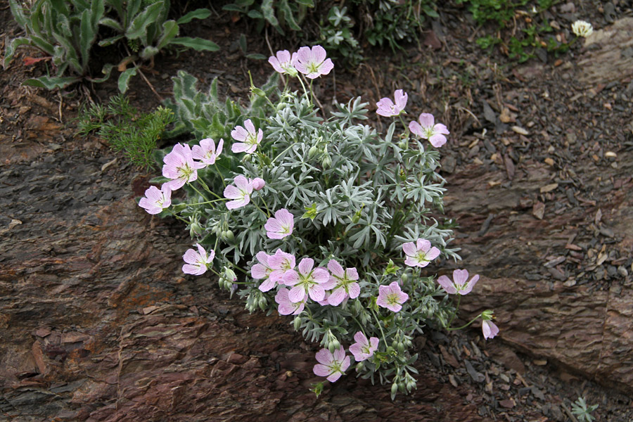 Srebrna krvomočnica
Sedaj je tudi čas srebrnih krvomočnic.
Ključne besede: srebrna krvomočnica geranium argenteum