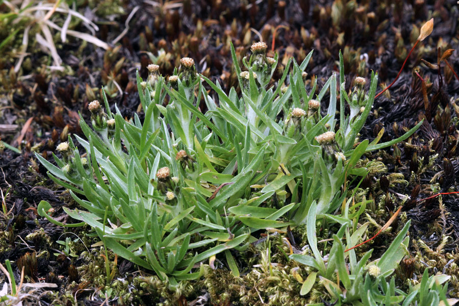 Nizke mačje tačke
Nizke mačje tačke. Južne Bohinjske gore.
Ključne besede: nizke mačje tačke omalotheca supina