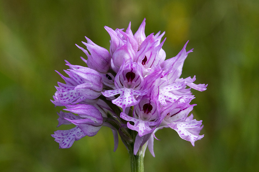 Trizoba  kukavica
Trizoba kukavica.
Ključne besede: trizoba kukavica orchis tridentata