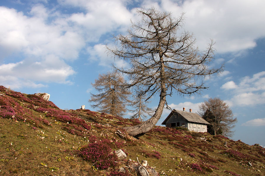 Pomlad na krstenici V.
Lovska koča med šopi resja.
Ključne besede: planina krstenica