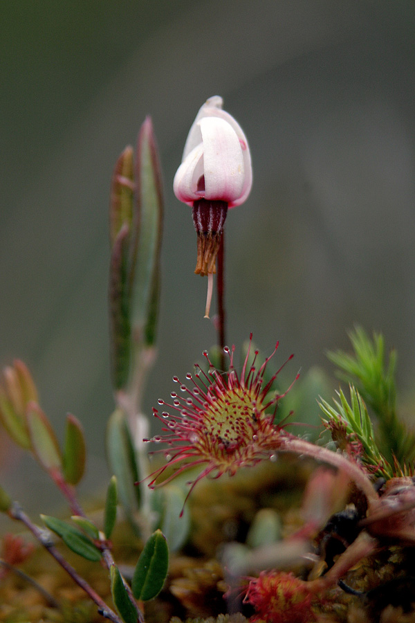 Mahovnica z Rosiko
Dlakava mahovnica (Oxycoccus palustris) in okroglolistna rosika (Drosera rotundifolia). Zelo majhne a čudovite so cvetke z barja. Pokljuka.
Ključne besede: dlakava mahovnica oxycoccus palustris okroglolistna rosika drosera rotundifolia