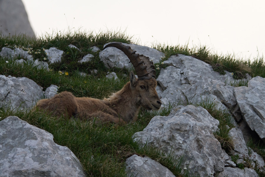 Kozorog I.
Pri počitku.
Ključne besede: kozorog capra ibex