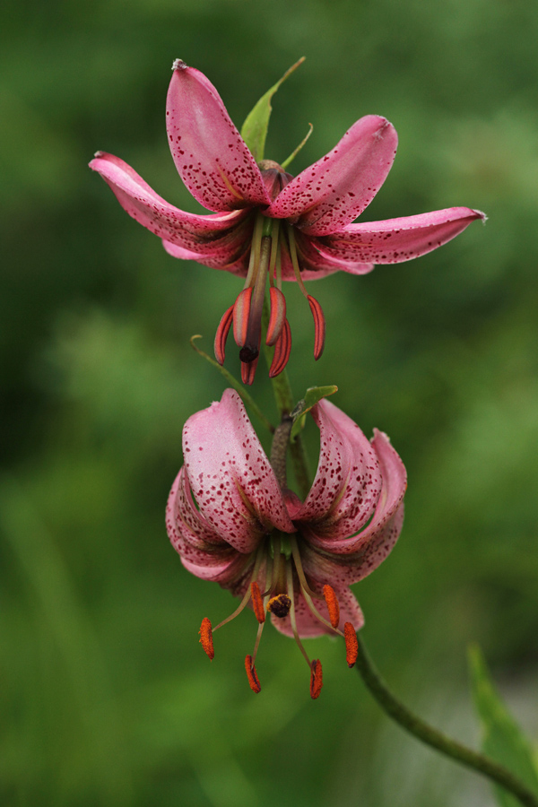 Turška lilija
Turška lilija. Južne Bohinjske gore.
Ključne besede: turška lilija lilium martagon