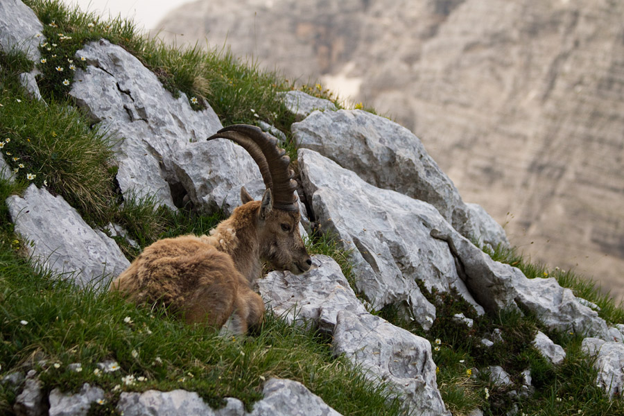 Kozorog II.
Uživanje z razgledom. 
Ključne besede: kozorog capra ibex