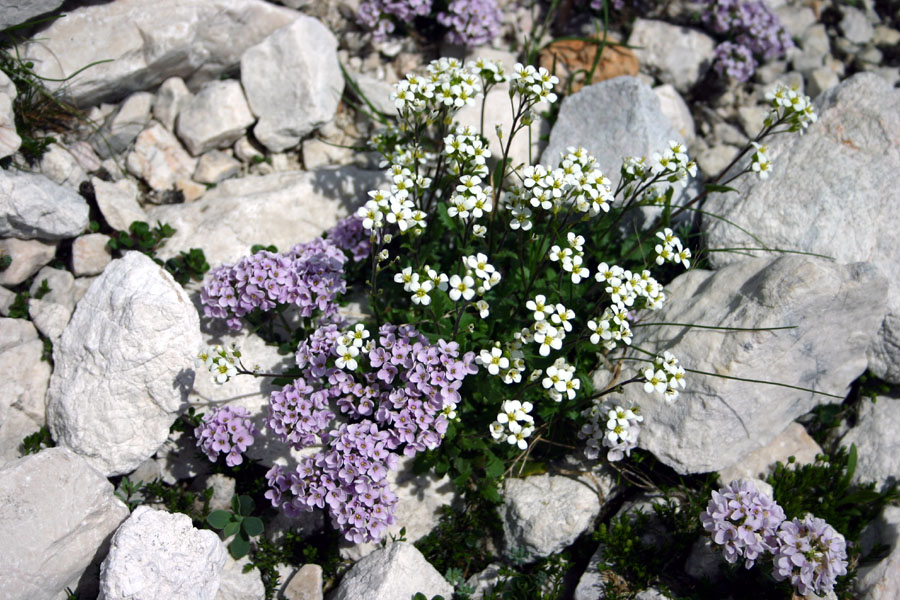 Šopek
Okroglolistni mošnjak (thlaspi rotundifolium) in alpski repnjak (arabis alpina). Pod Rjavino.
Ključne besede: okroglolistni mošnjak thlaspi rotundifolium alpski repnjak arabis alpina